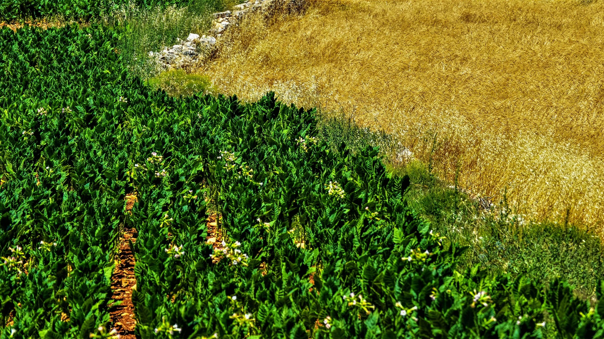 Smart Agriculture Marketplace